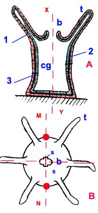 coupe schématique d'Anemonia sulcata